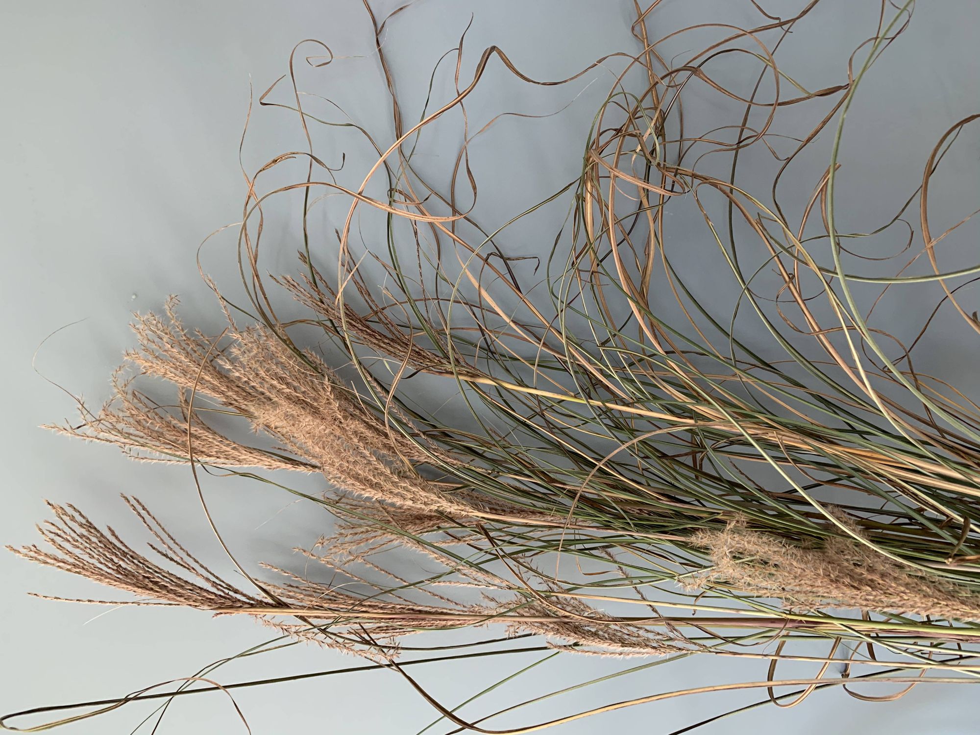 MISCANTHUS oligostachyus