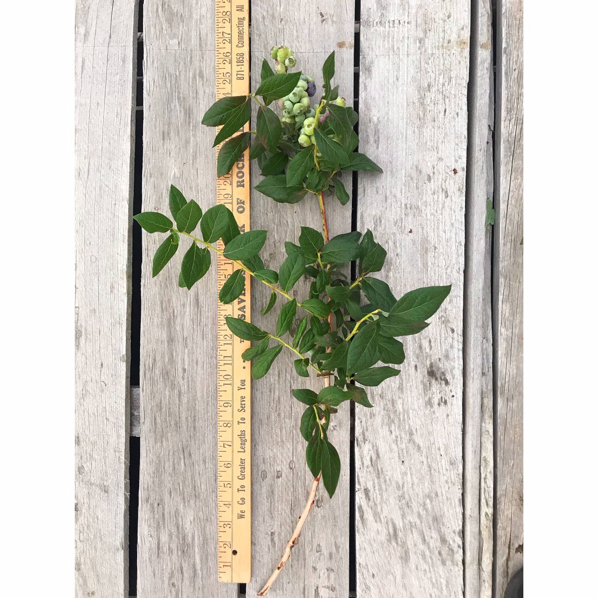 VACCINIUM myrtilloides