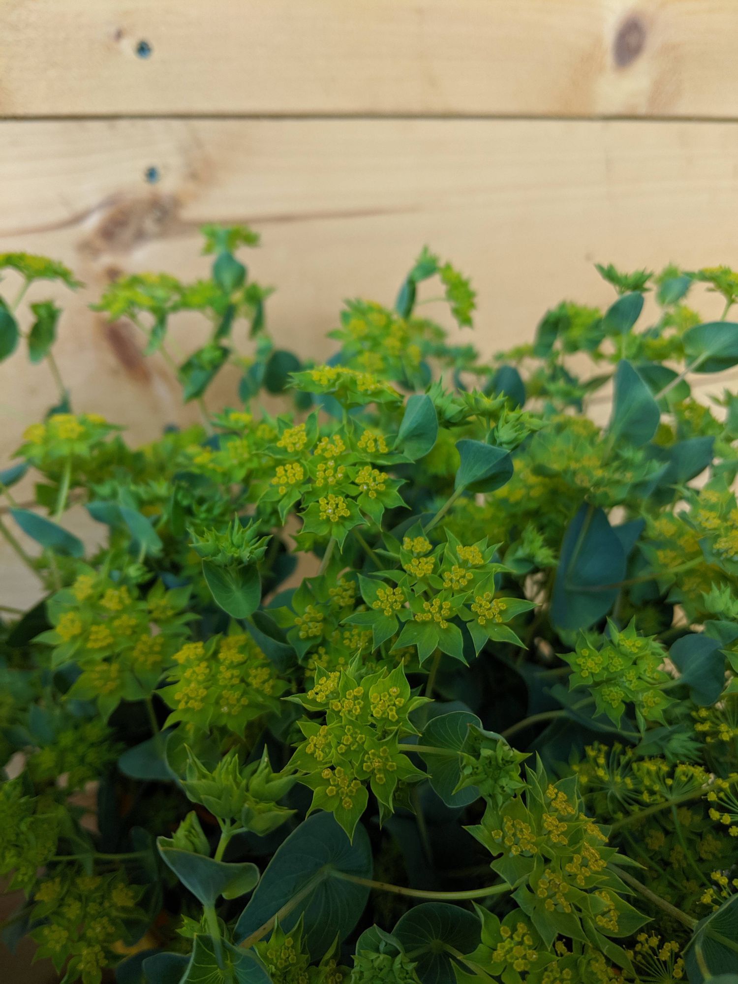 BUPLEURUM fruticosum