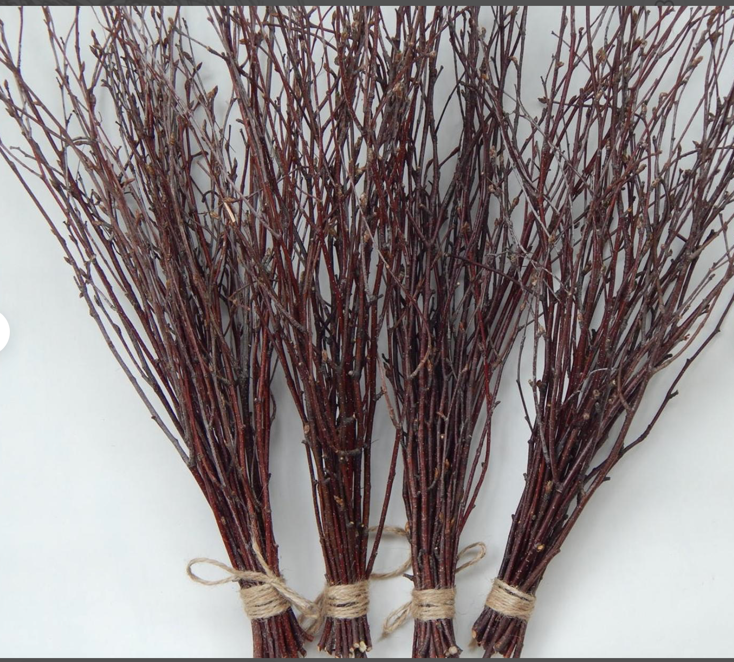 BETULA papyrifera