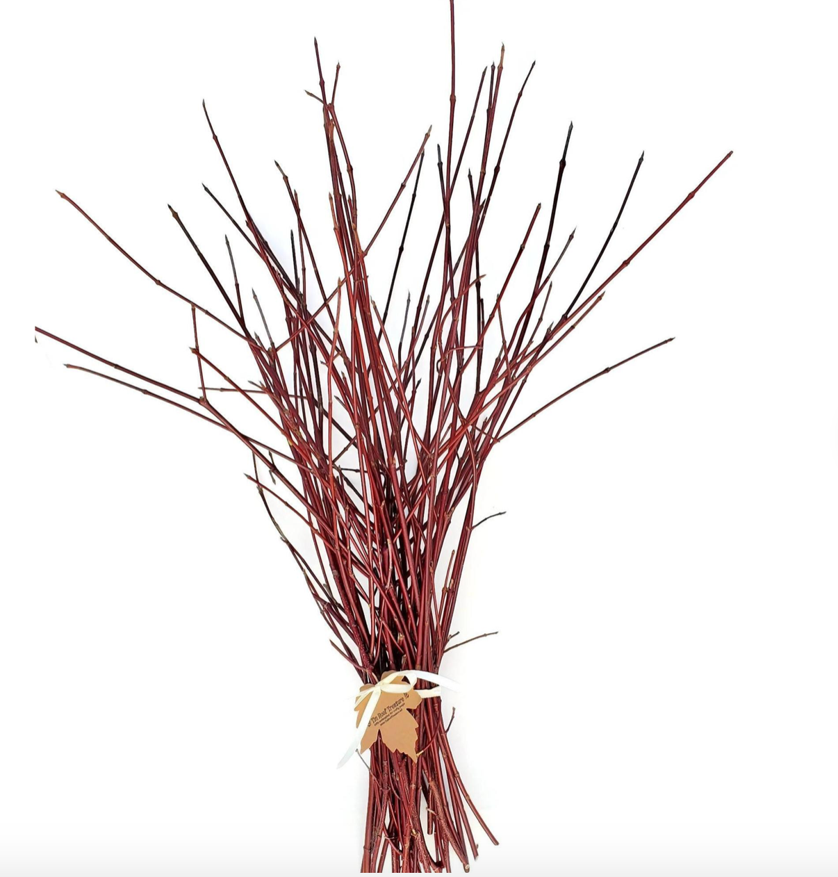 CORNUS alba Sibirica