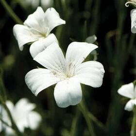 AGROSTEMMA githago
