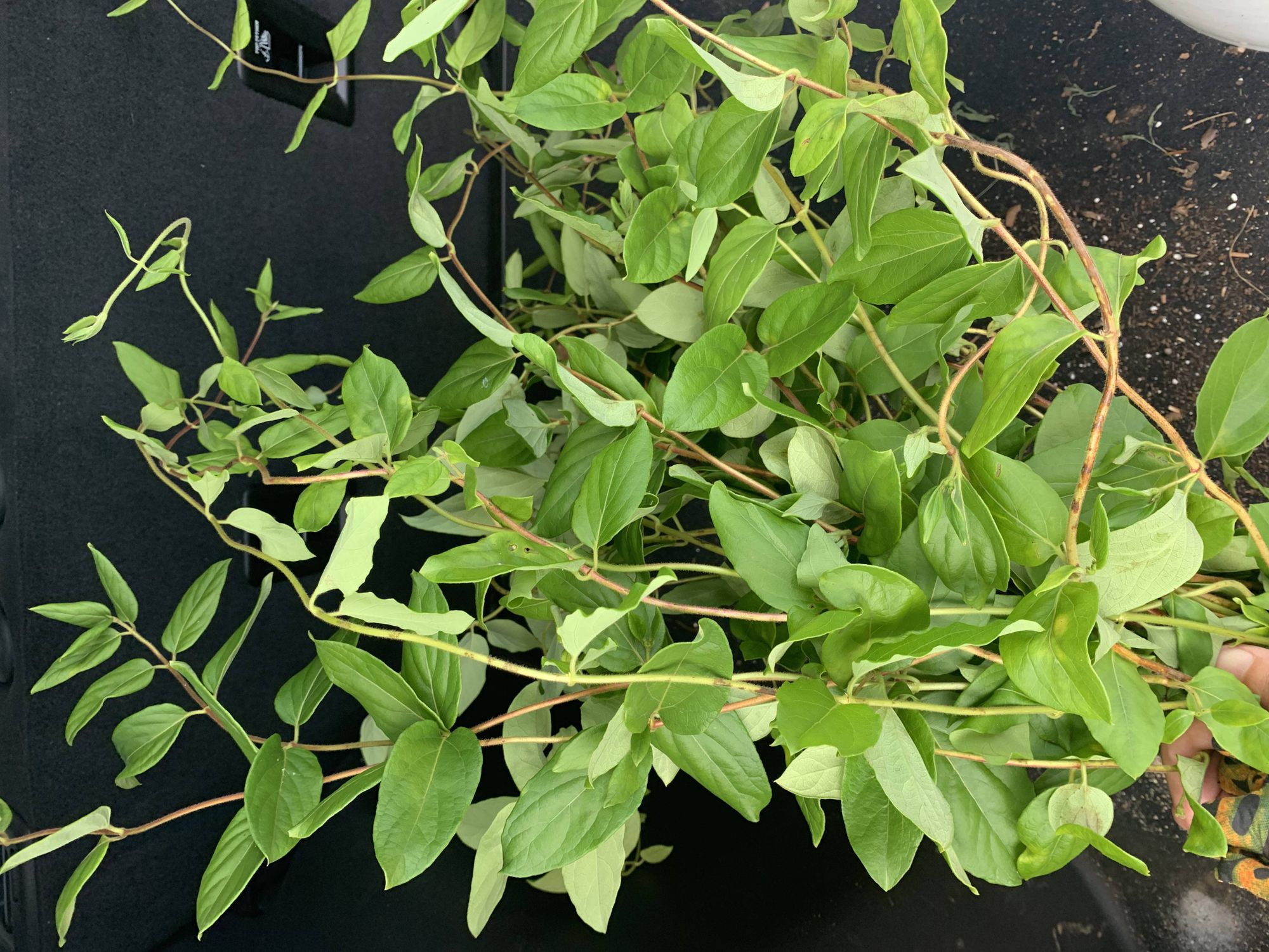 LONICERA japonica