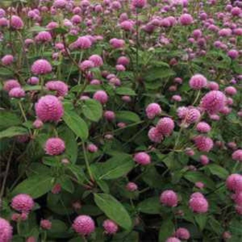 GOMPHRENA haageana