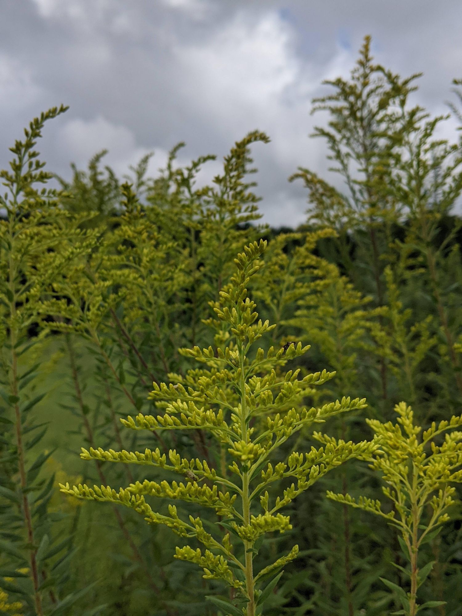 SOLIDAGO canadensis