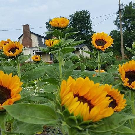 HELIANTHUS