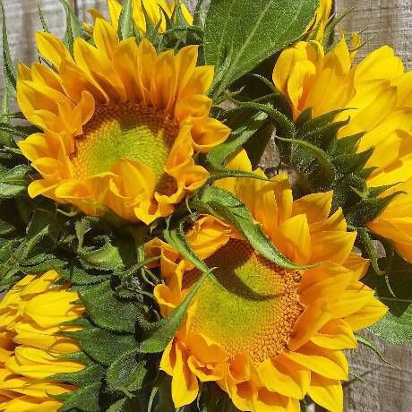 HELIANTHUS