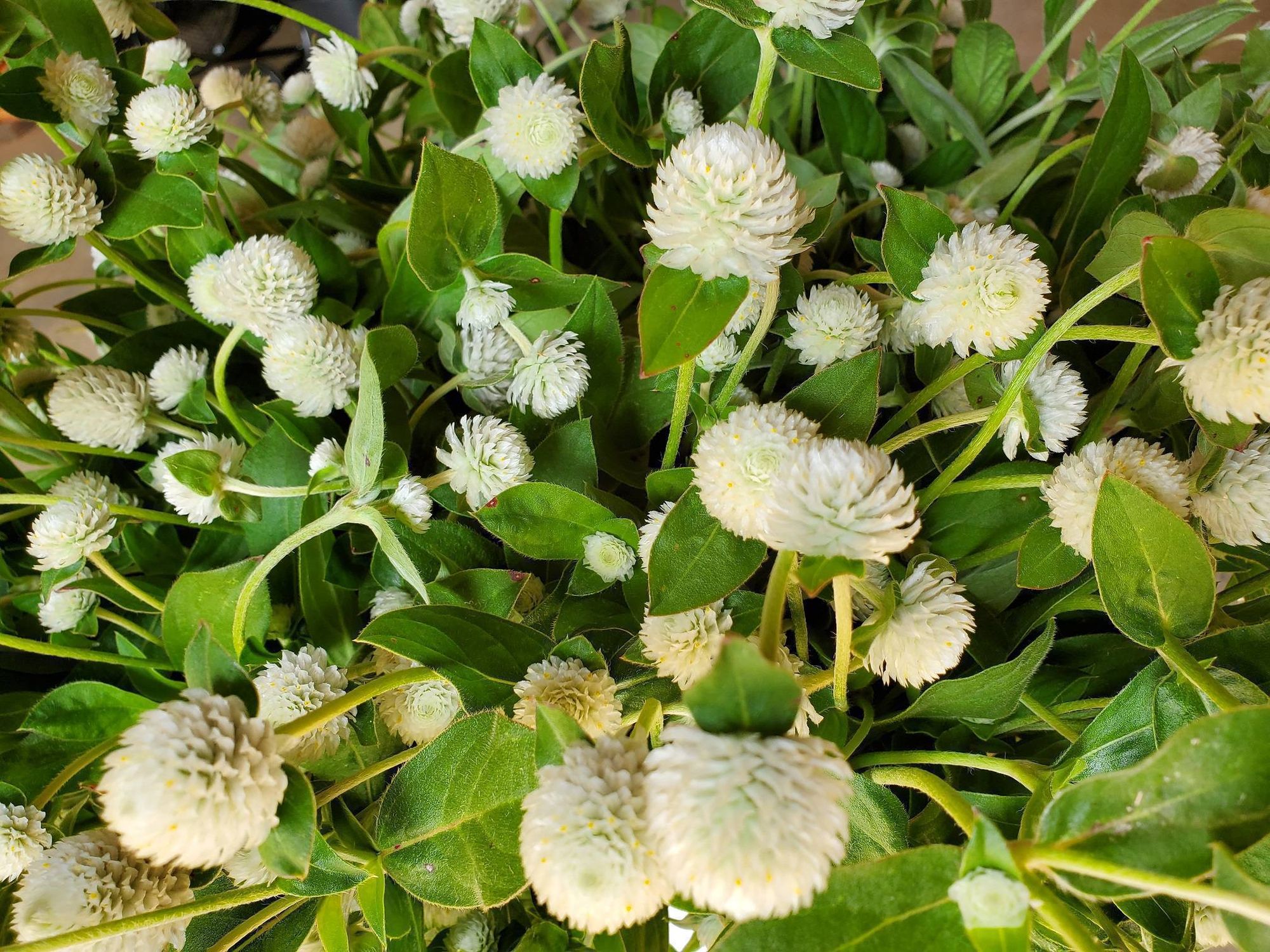 GOMPHRENA globosa Audray