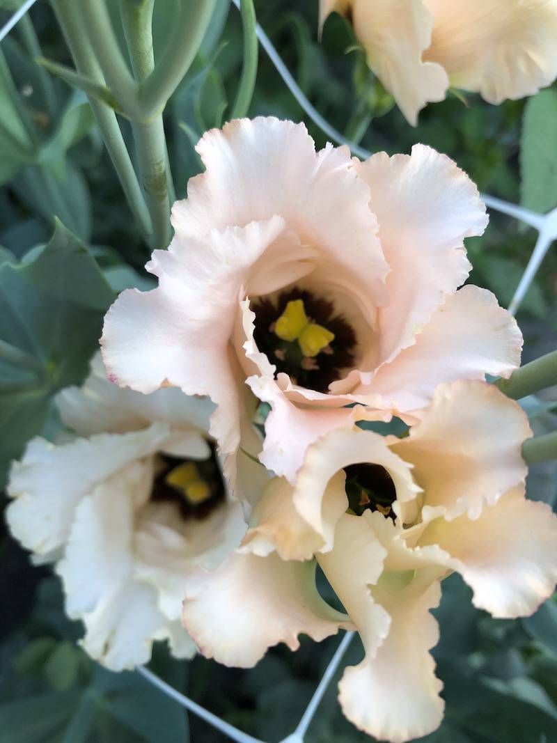 EUSTOMA grandiflorum Falda