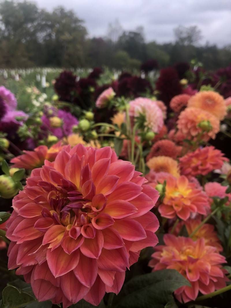 DAHLIA