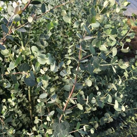 EUCALYPTUS