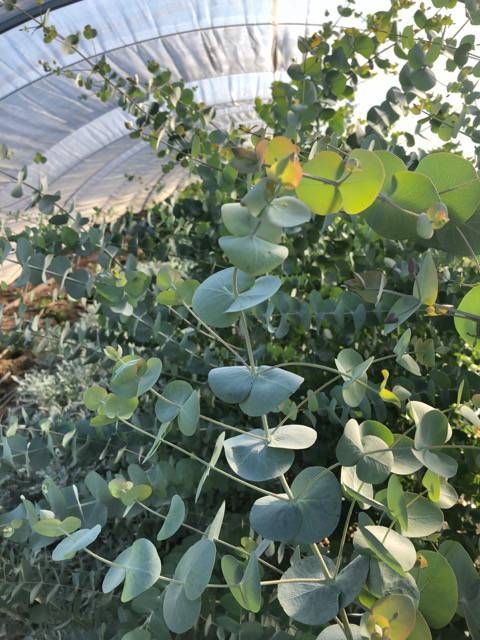 EUCALYPTUS