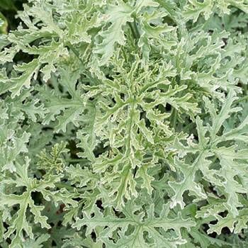 PELARGONIUM graveolens