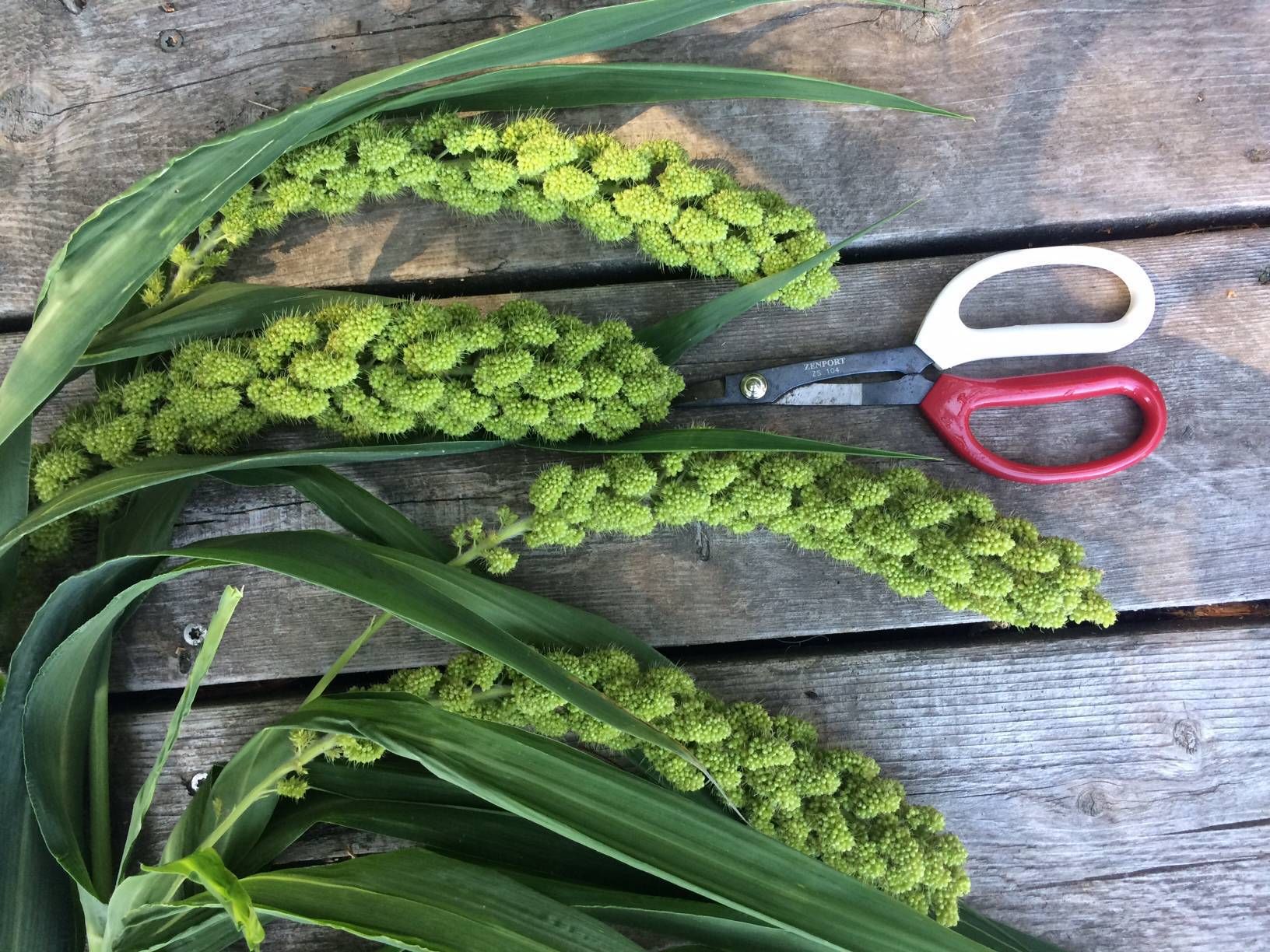 SETARIA italica Lime Light Spray Millet