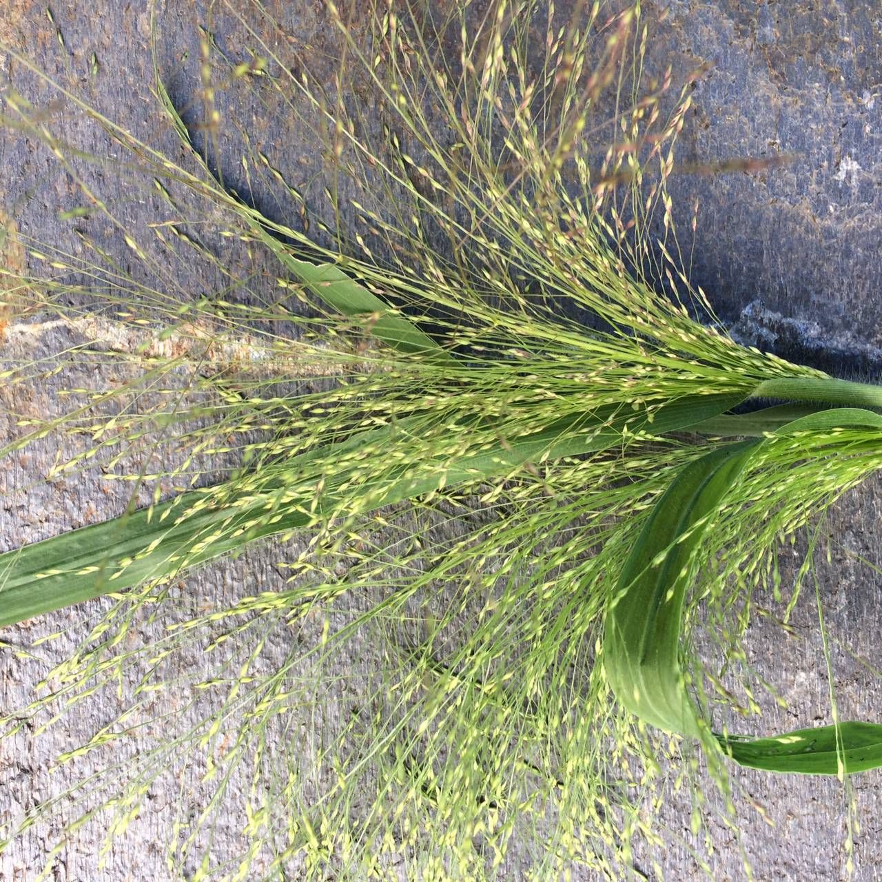 PANICUM elegans