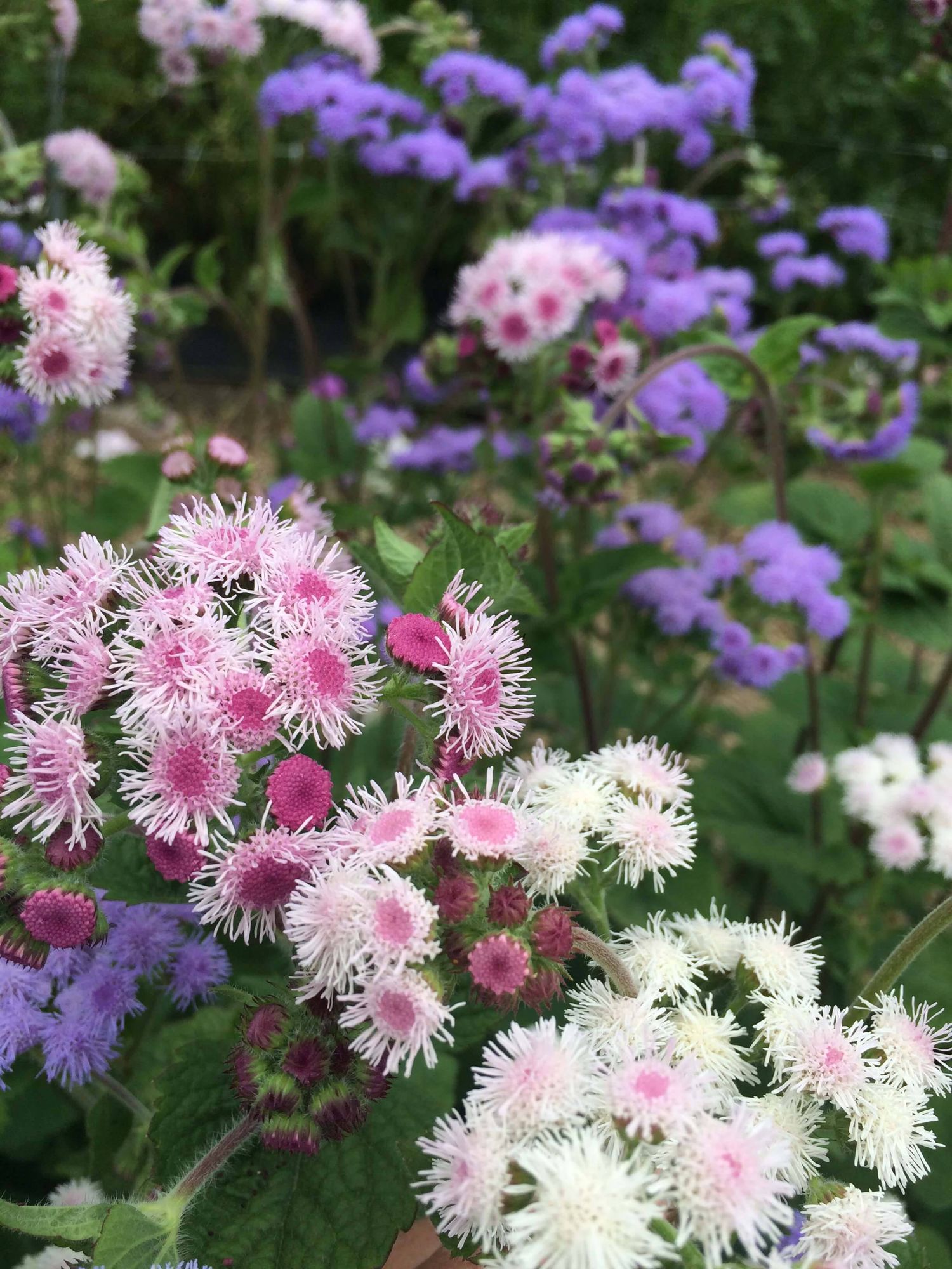 AGERATUM