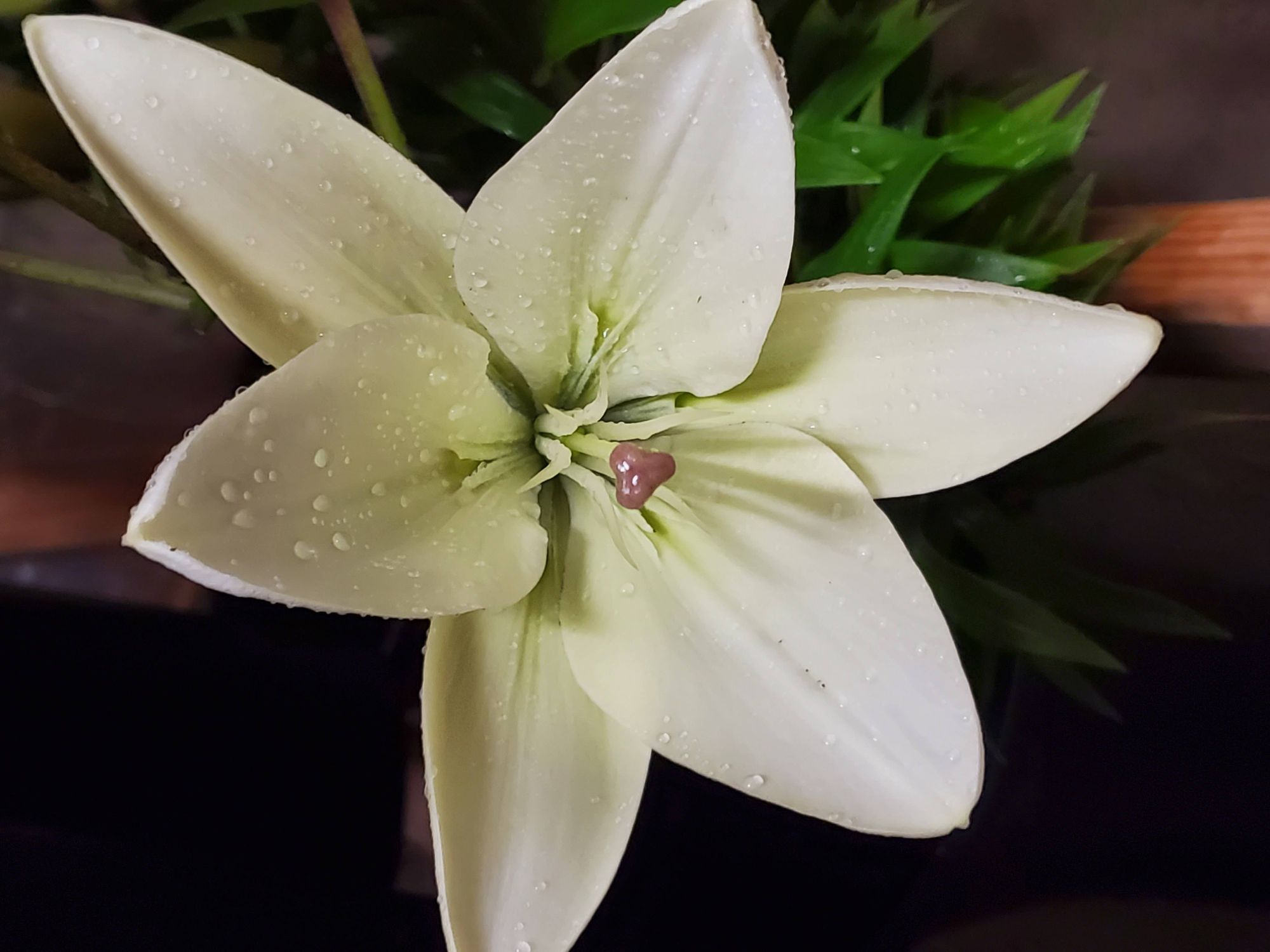 LILIUM longiflorum x asiatic
