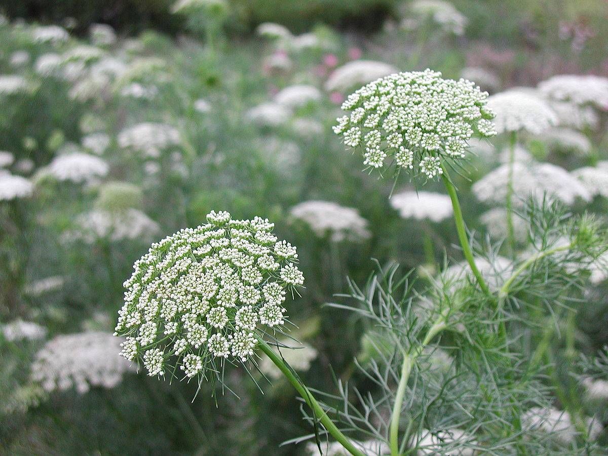 AMMI majus