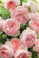 ROSA David Austin
