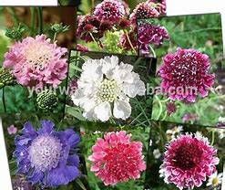 SCABIOSA canescens