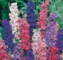 DELPHINIUM Belladonna Bellamosum