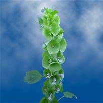 MOLUCCELLA