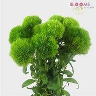DIANTHUS caryophyllus fl. pl. Grenadin-Series Grenadin Gelb