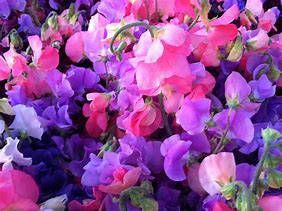 LATHYRUS gmelinii
