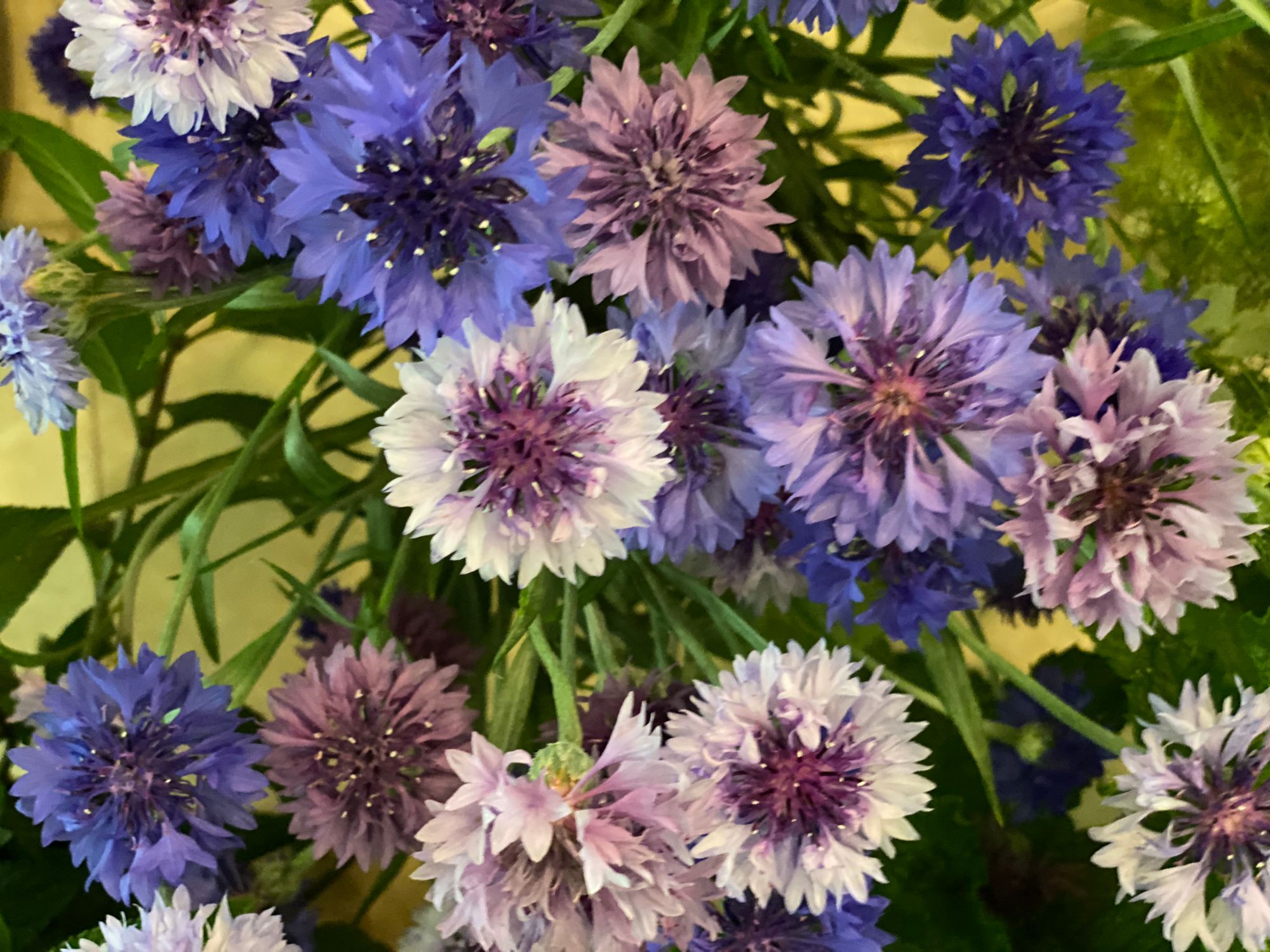 CENTAUREA cyanus Boy Blue