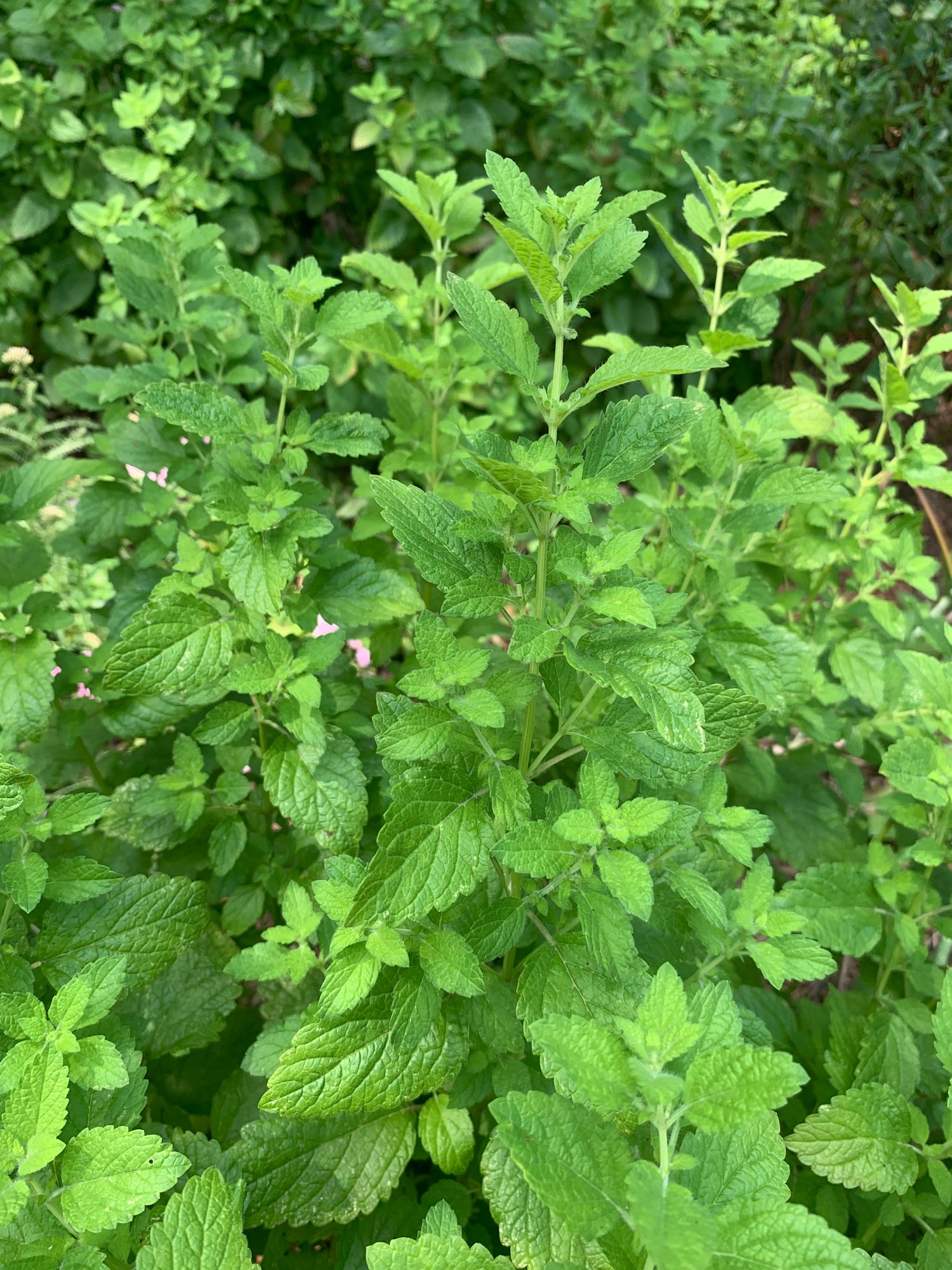 MELISSA officinalis