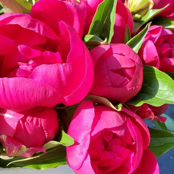 PAEONIA lactiflora Kansas