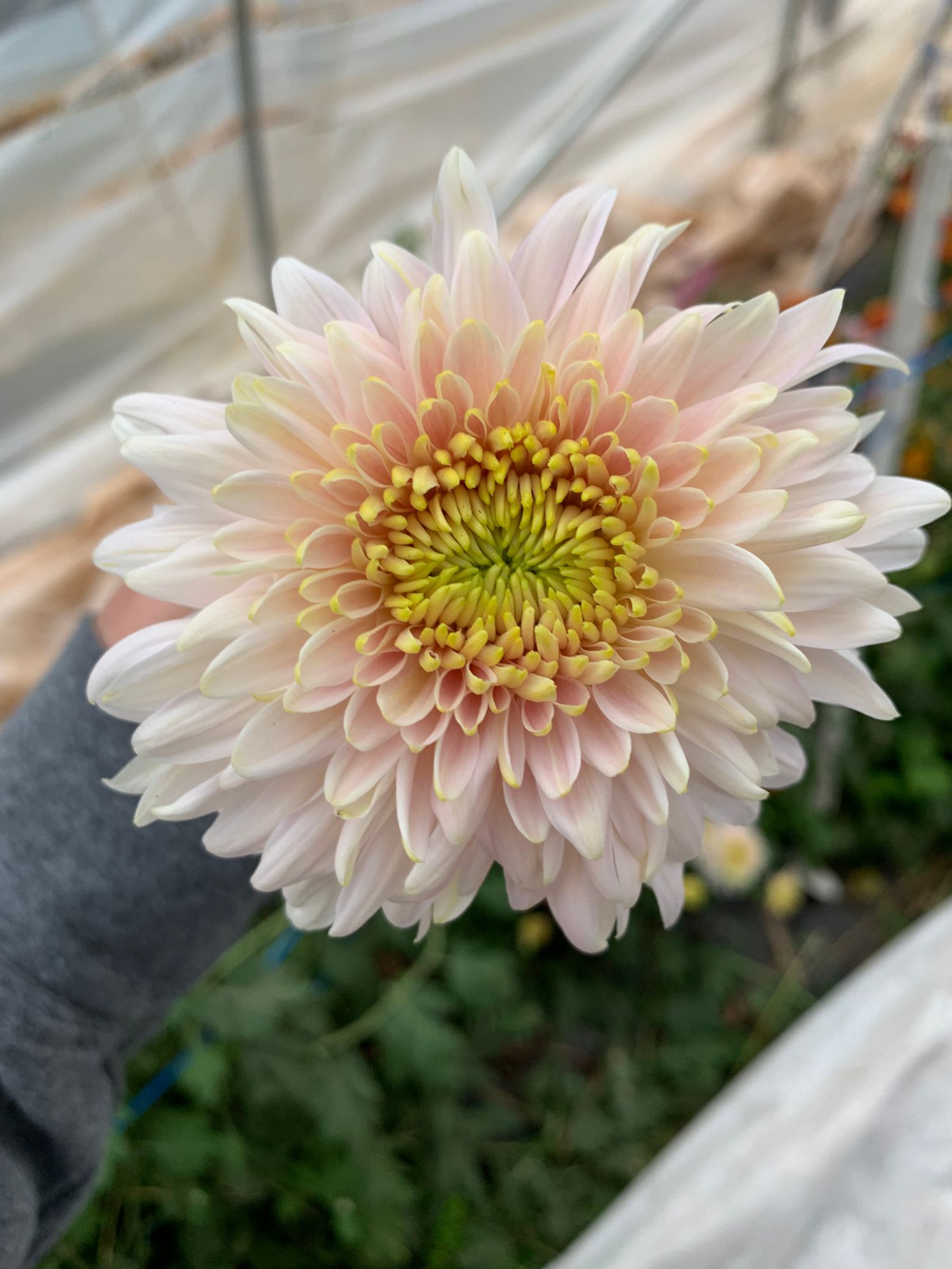 CHRYSANTHEMUM rubellum Seatons Je Dore