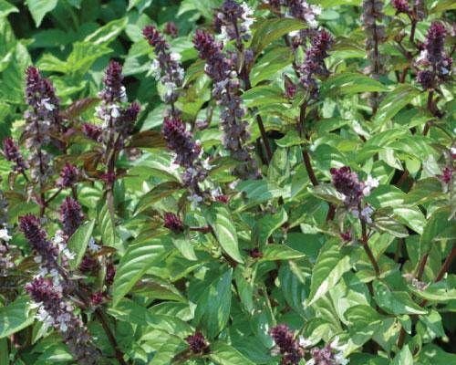 OCIMUM basilicum Cinamonette