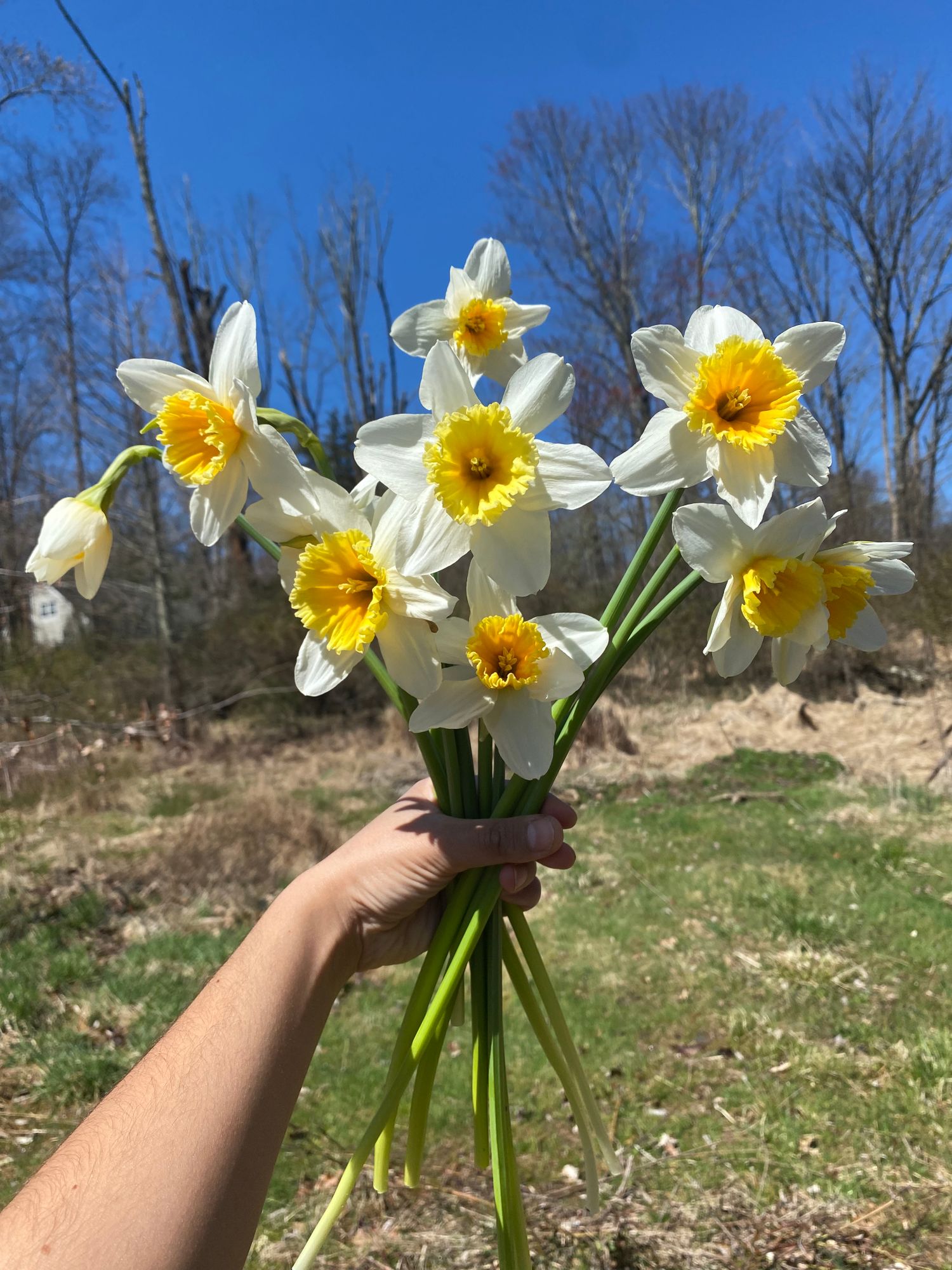 NARCISSUS