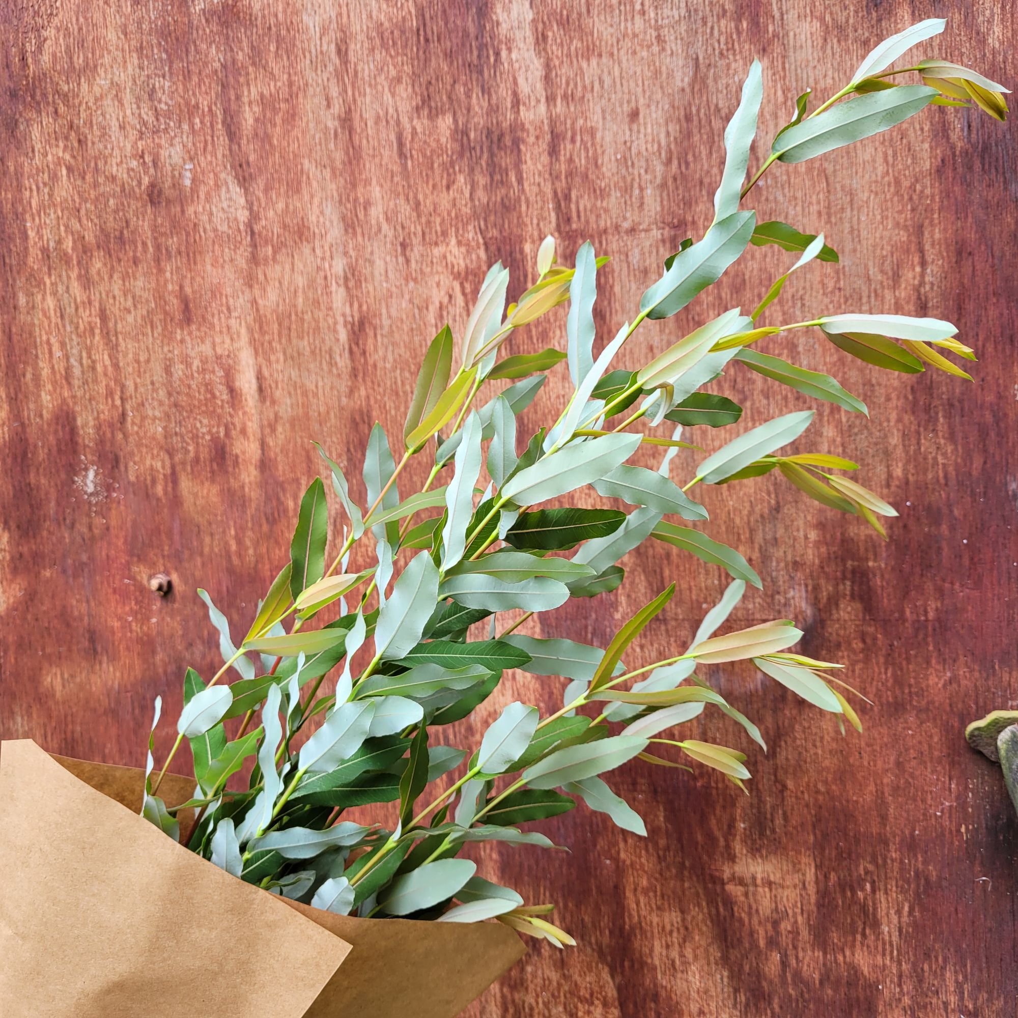 SALIX discolor