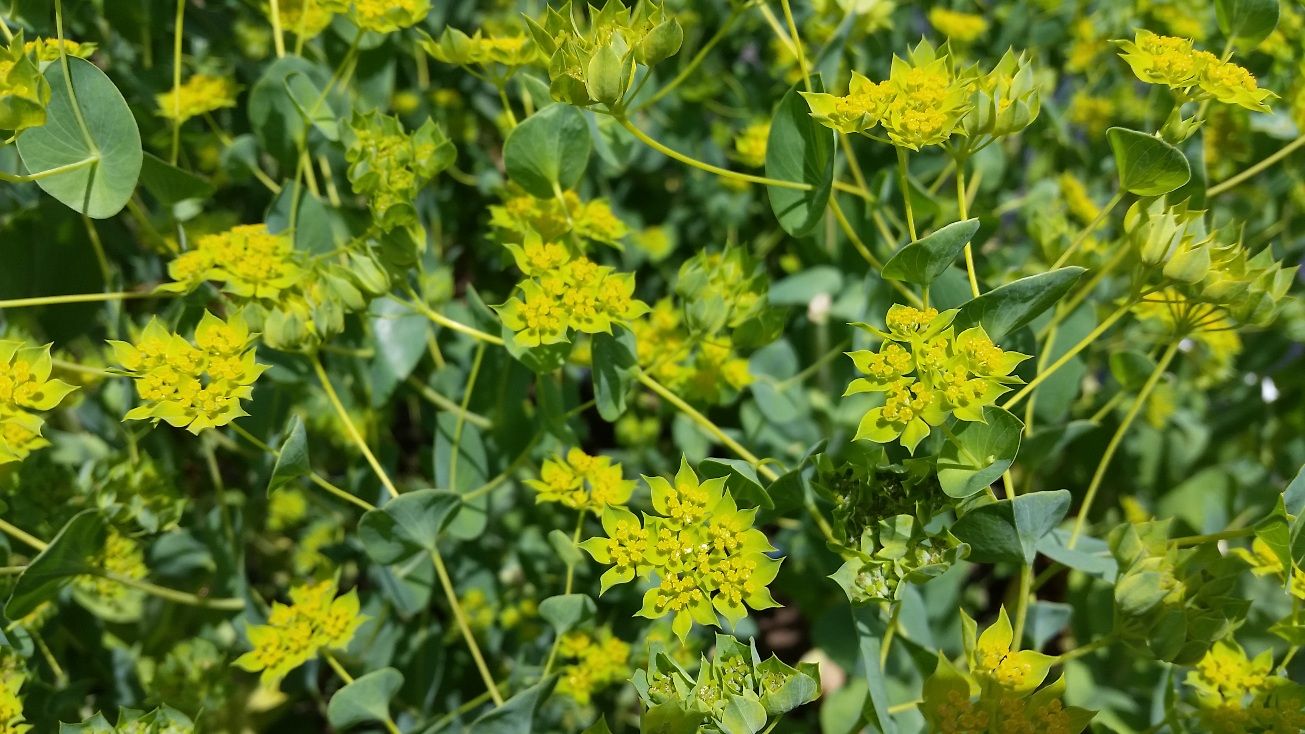 BUPLEURUM griffithii Green Gold