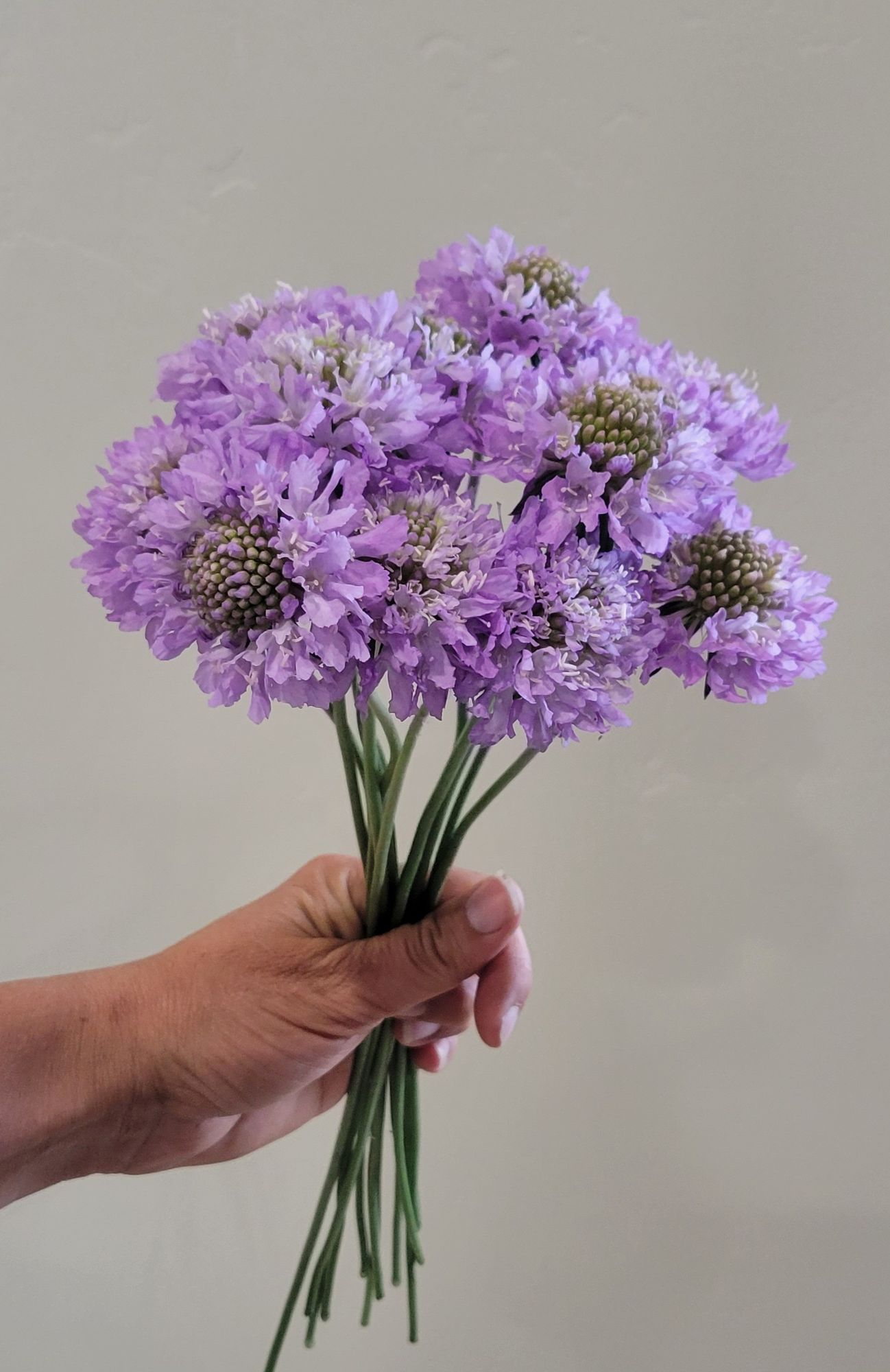 SCABIOSA atropurpurea x caucasica Focal Scoop Purple Lace
