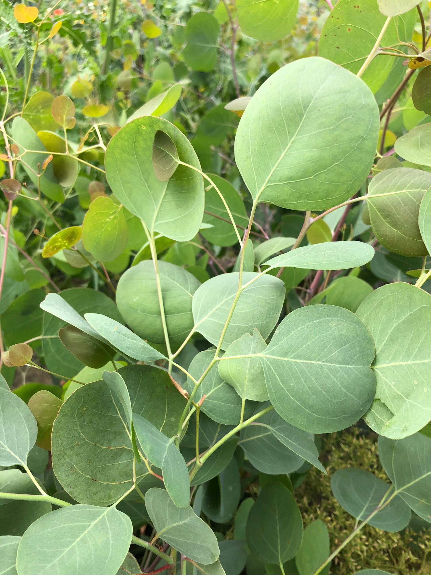 EUCALYPTUS polyanthemos