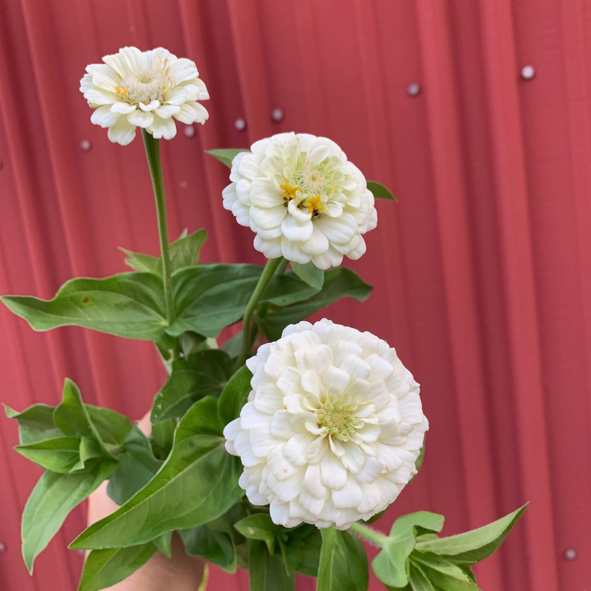 ZINNIA elegans Oklahoma Series