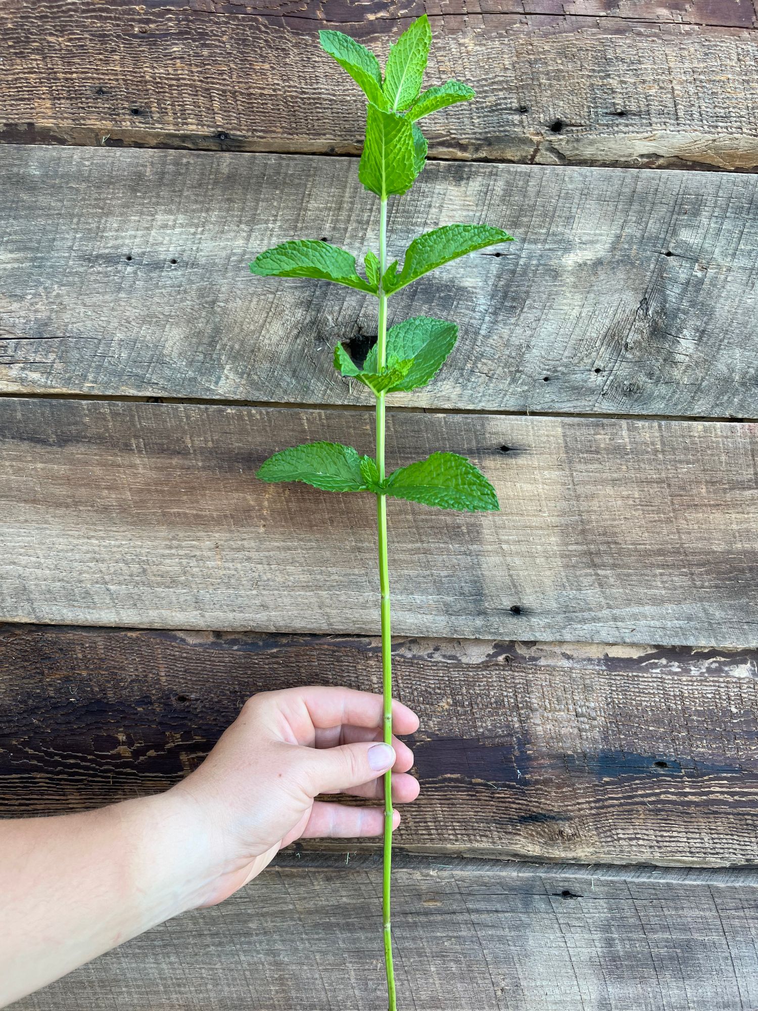 MENTHA spicata