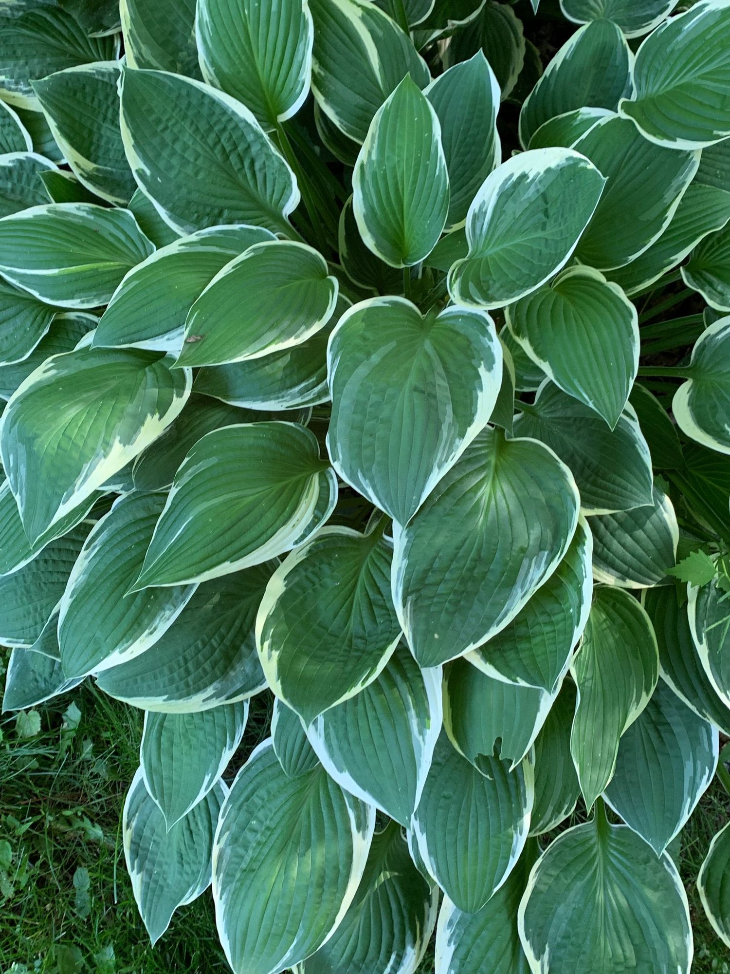 HOSTA elata