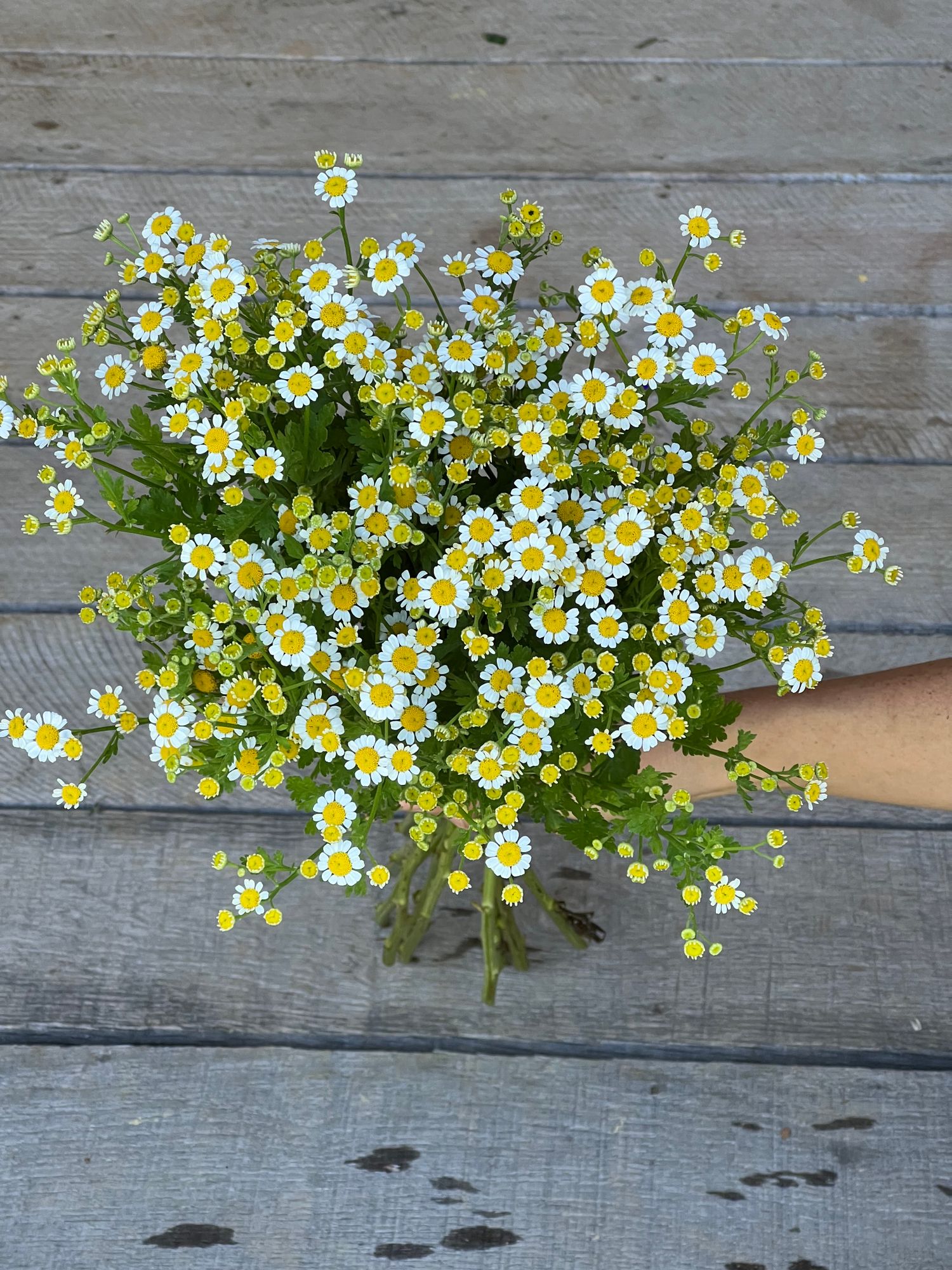 TANACETUM parthenium Magic Single