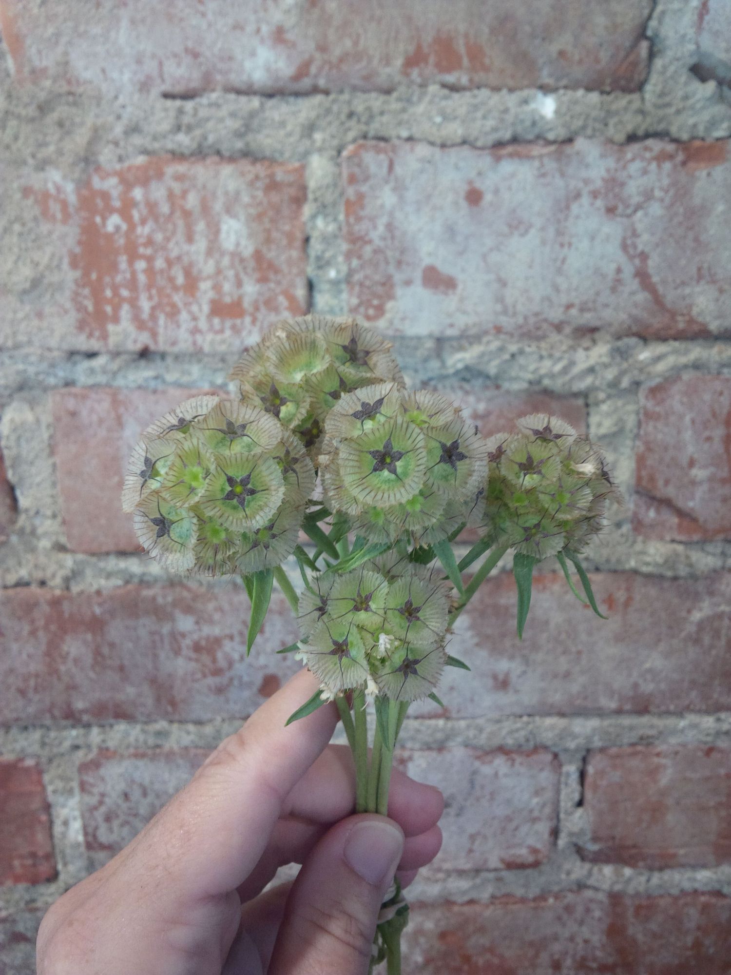 SCABIOSA stellata