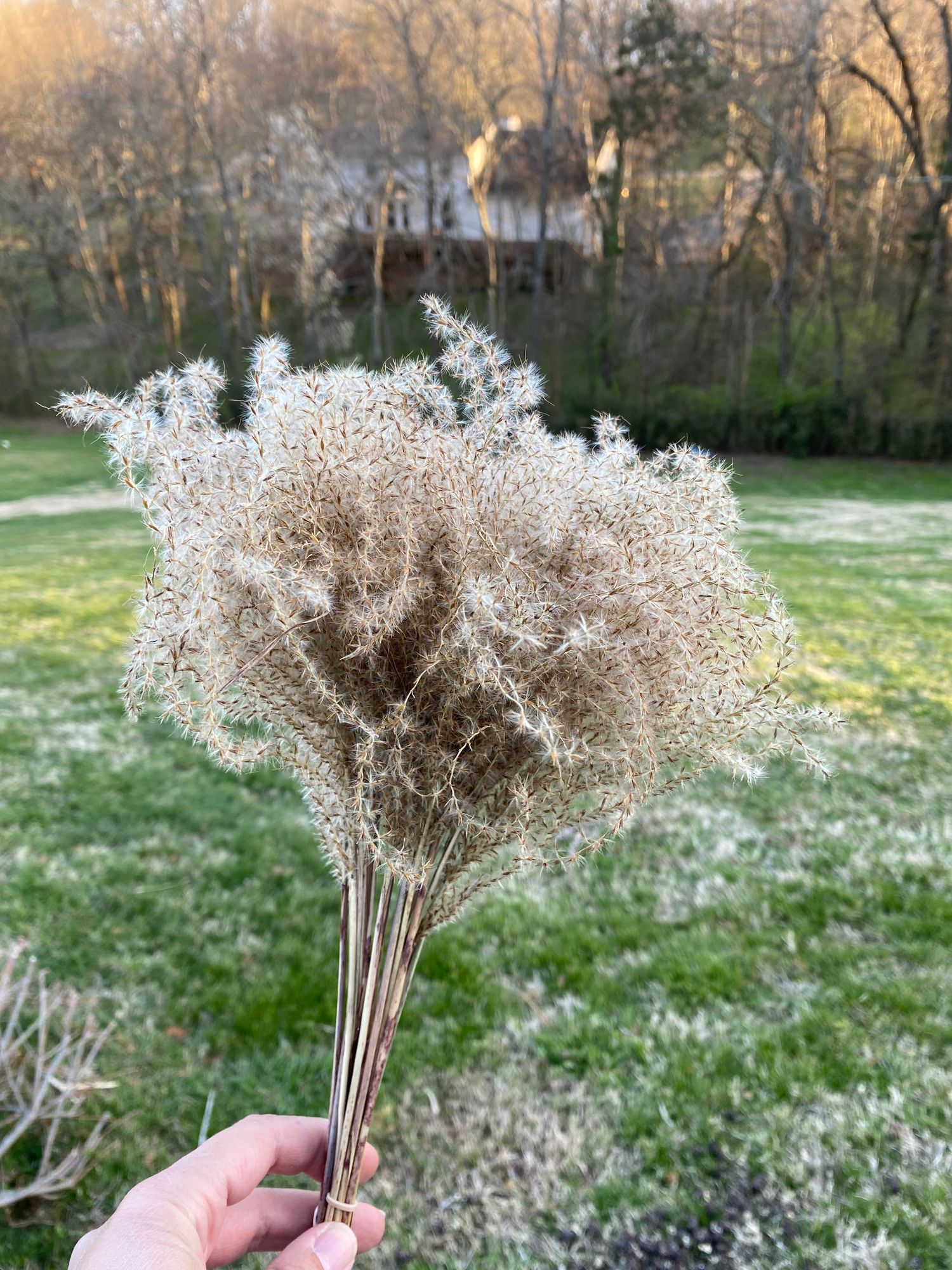 MISCANTHUS sinensis Variegatus