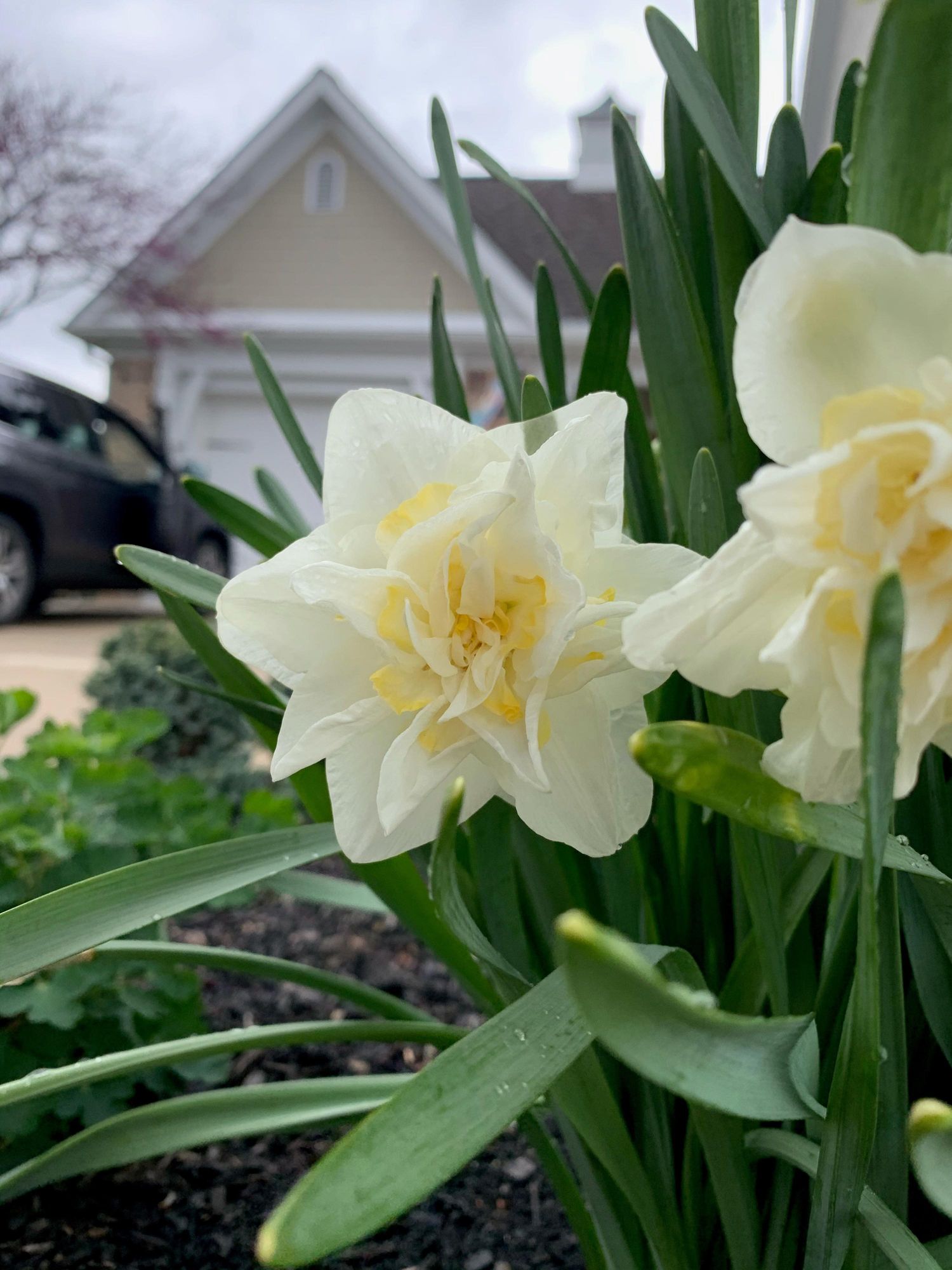 NARCISSUS White Lion