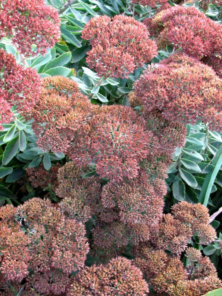 HYLOTELEPHIUM spectabile Autumn Joy