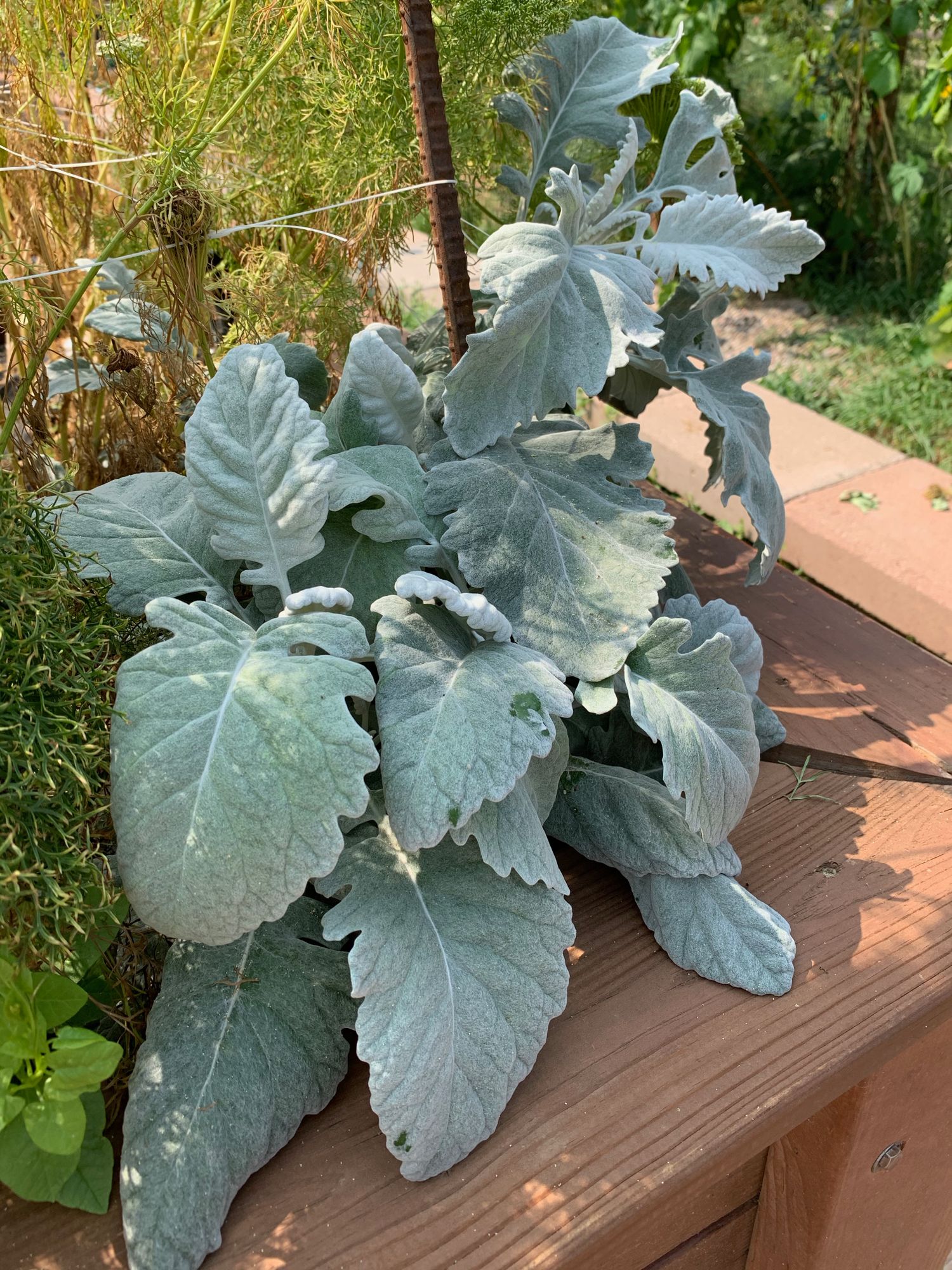 SENECIO cineraria