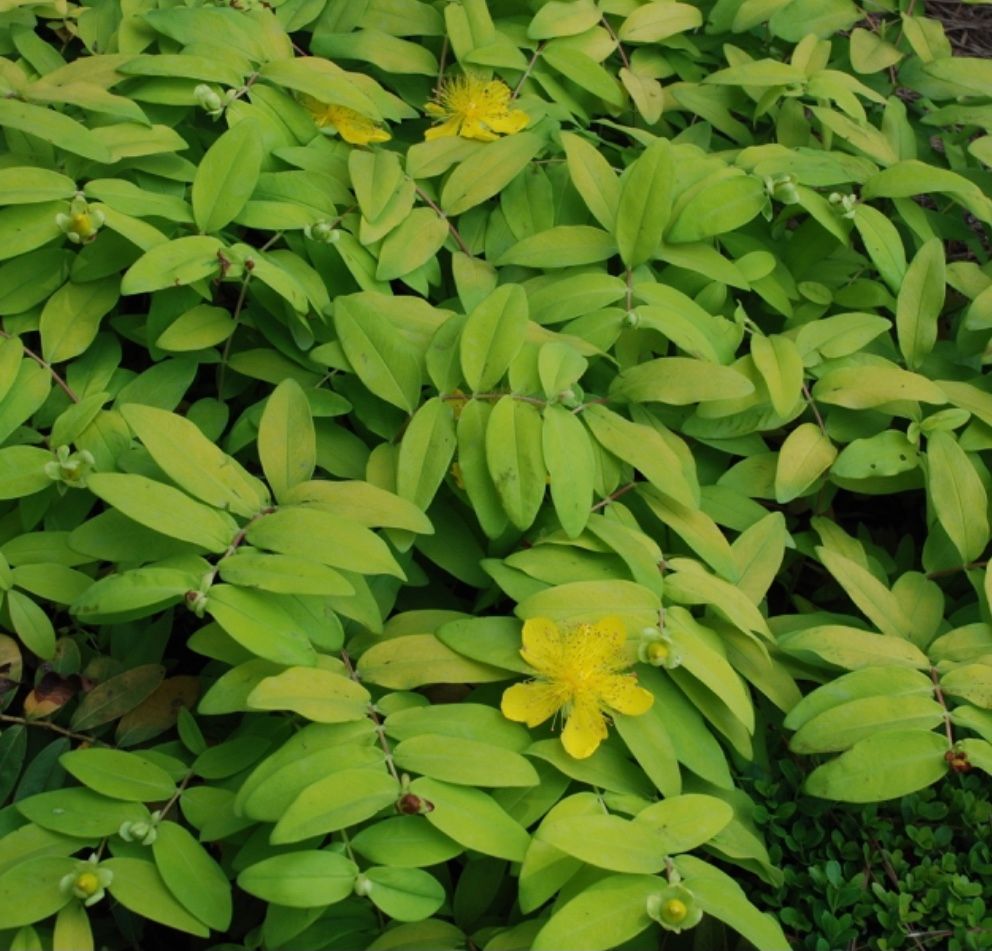 HYPERICUM androsaemum