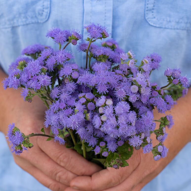 AGERATUM houstonianum Blue Horizon