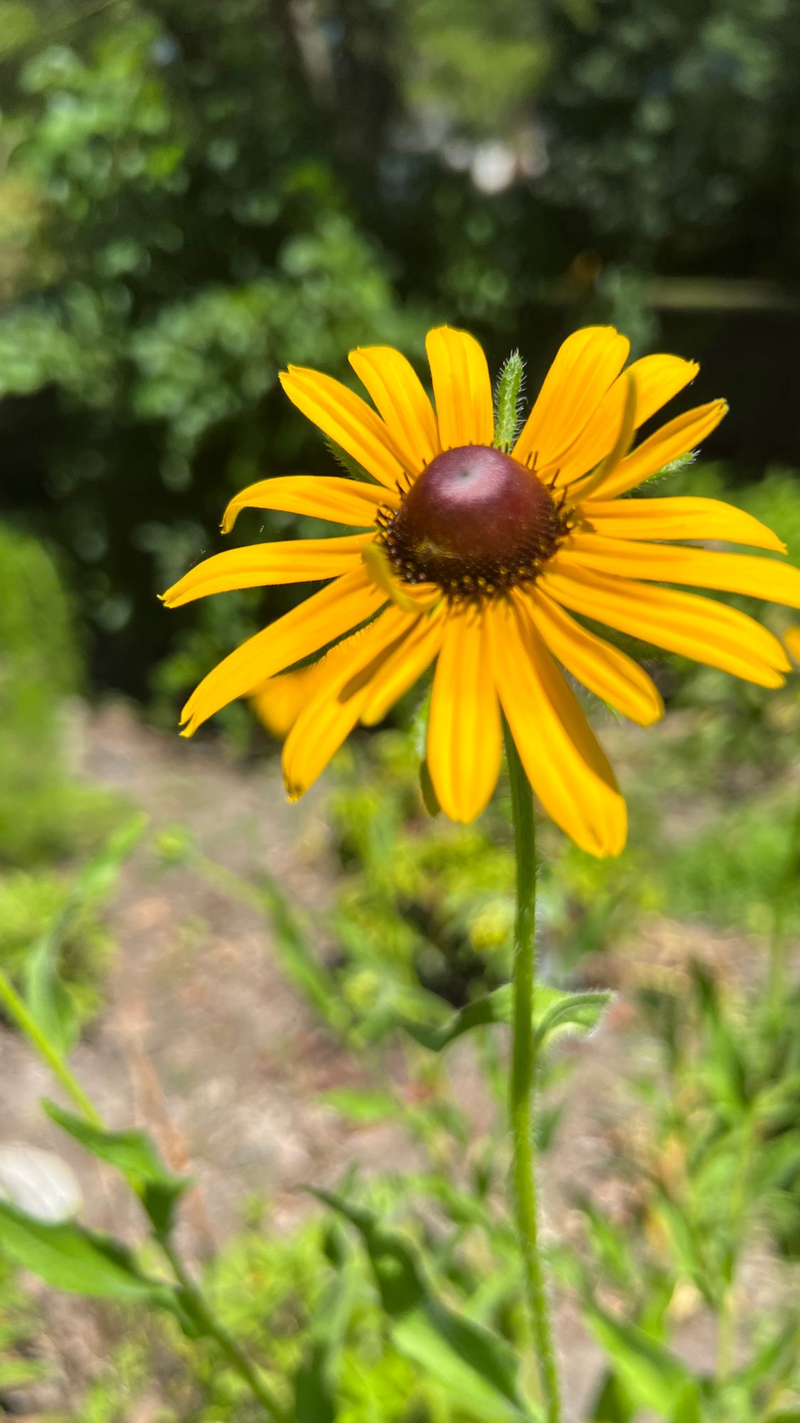 RUDBECKIA
